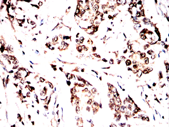 G3BP1 Antibody