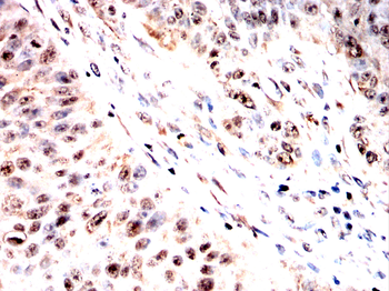 G3BP1 Antibody