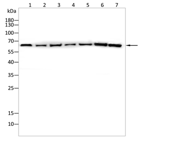 G3BP1 Antibody