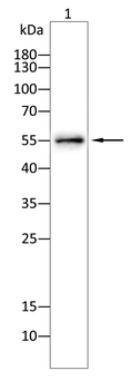 Lumican Rabbit Polyclonal Antibody