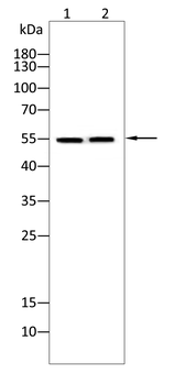 Lumican Rabbit Polyclonal Antibody