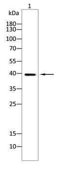 FLT1 Antibody