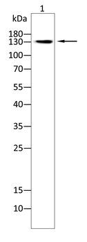 KDM6A Antibody