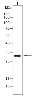 CRABP1 Antibody