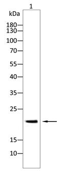 CXCL11 Antibody