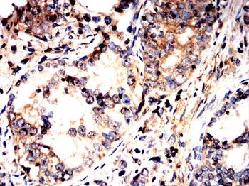 DCAF13 Antibody