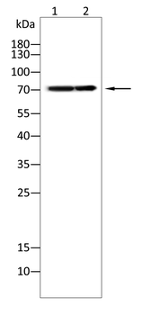 DCAF13 Antibody