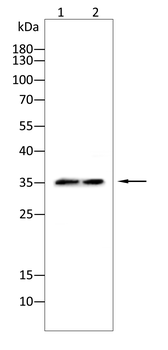 DCAF13 Antibody