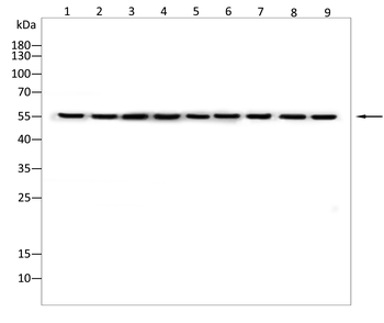 FTO Antibody