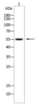 FTO Antibody