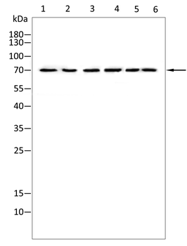 FTO Antibody