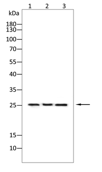 KGF Rabbit Polyclonal Antibody