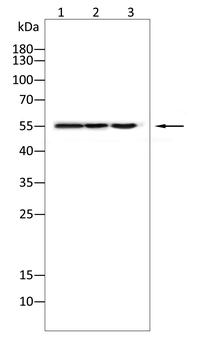 GAS6 Antibody