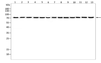 ANXA6 Antibody