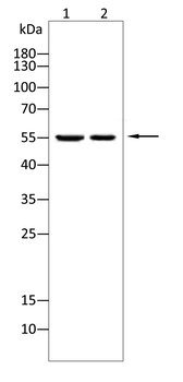 OLFM4 Antibody