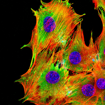 OLFM4 Antibody