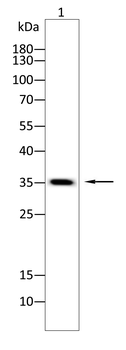 BHLHA15 Antibody