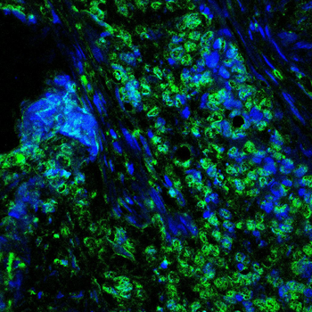 FOXM1 Antibody