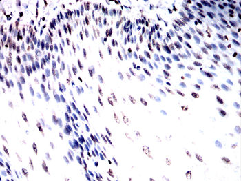FOXM1 Antibody