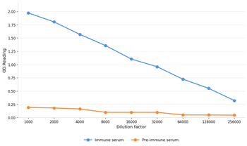 ROCK2 Antibody