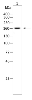 ROCK2 Antibody