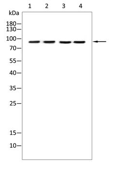 ACLY Antibody