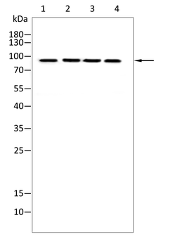 ACLY Antibody