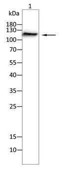 LATS1 Antibody