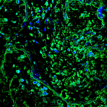 COPS7B Antibody
