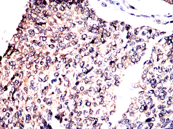 COPS7B Antibody
