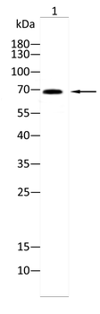 SPHK2 Antibody