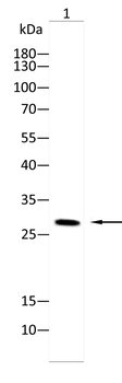 SNRPA1 Antibody