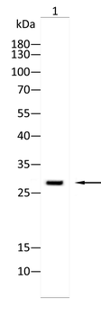SNRPA1 Antibody