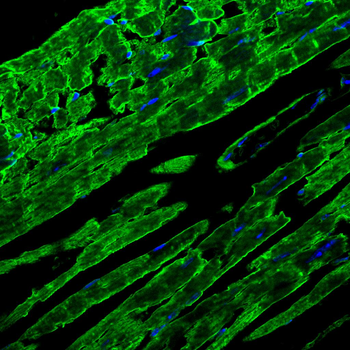 SLC16A3 Rabbit Polyclonal Antibody
