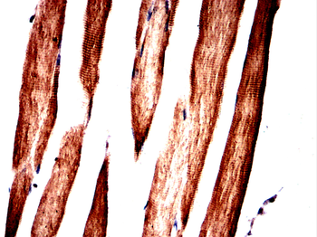 SLC16A3 Rabbit Polyclonal Antibody