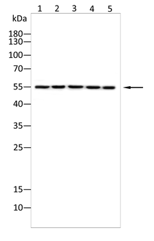 SLC16A3 Rabbit Polyclonal Antibody