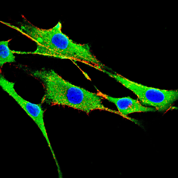 SLC16A3 Rabbit Polyclonal Antibody