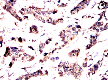 BMAL1 Antibody