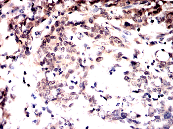 BMAL1 Antibody
