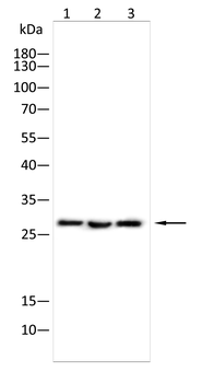 CLDN18 Antibody