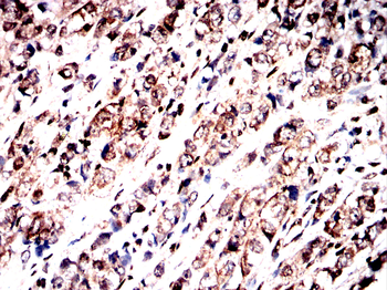 Myc tag antibody