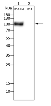 HA tag antibody