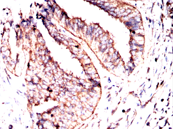RELA Antibody
