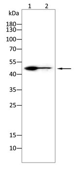 KRT18 Antibody