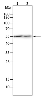TUBB3 Antibody