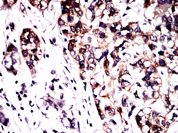 PRKAA1 Antibody