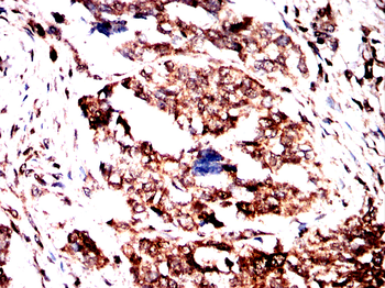 CDK5 Antibody