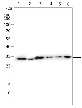 CDK5 Antibody