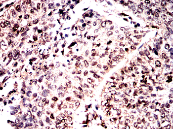 MAPK3,MAPK1 Antibody