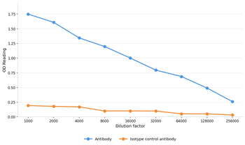 NFKB1 Antibody